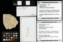 Foto (Objekt + Etiketten) von Cyclothyreus sp. 